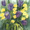 Gelbe und lila Tulpen